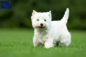 Read more about the article Westie breeders and puppies in Alaska