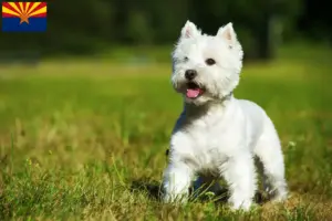 Read more about the article Westie breeders and puppies in Arizona