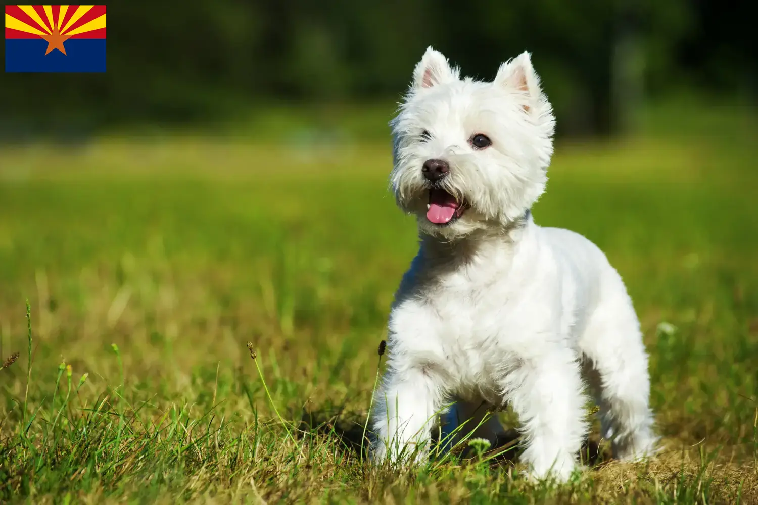 Westie puppies and breeders Arizona Find Westies breeders in Arizona here.