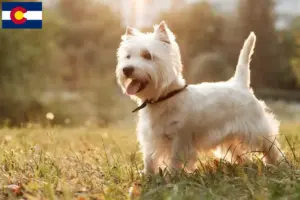 Read more about the article Westie breeders and puppies in Colorado