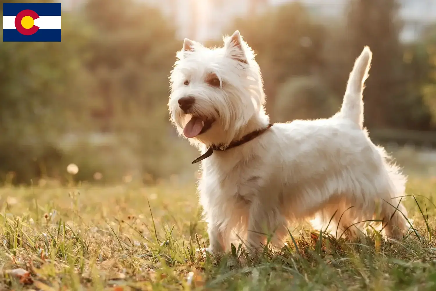 Westie puppies and breeders Colorado Find Westies breeders in Colorado here.