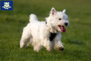 Read more about the article Westie breeders and puppies in Connecticut