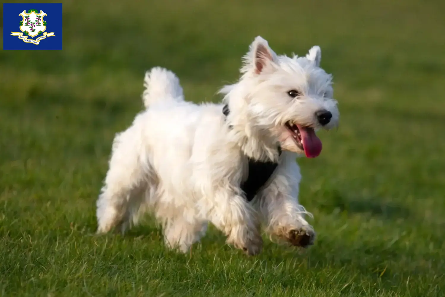 Westie puppies and breeders Connecticut Find Westies breeders in Connecticut here.