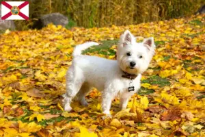 Read more about the article Westie breeders and puppies in Florida