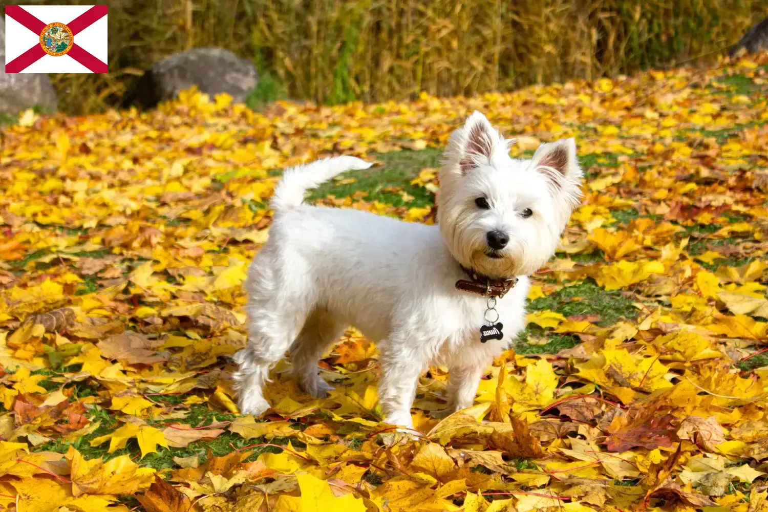 Westie puppies and breeders Florida Find Westies breeders in Florida here.