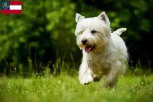 Read more about the article Westie breeders and puppies in Georgia