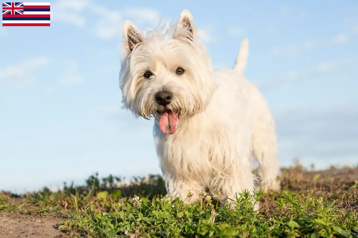 Westie puppies and breeders Hawaii Find Westies breeders in Hawaii here.