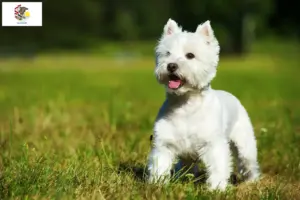 Read more about the article Westie breeders and puppies in Illinois