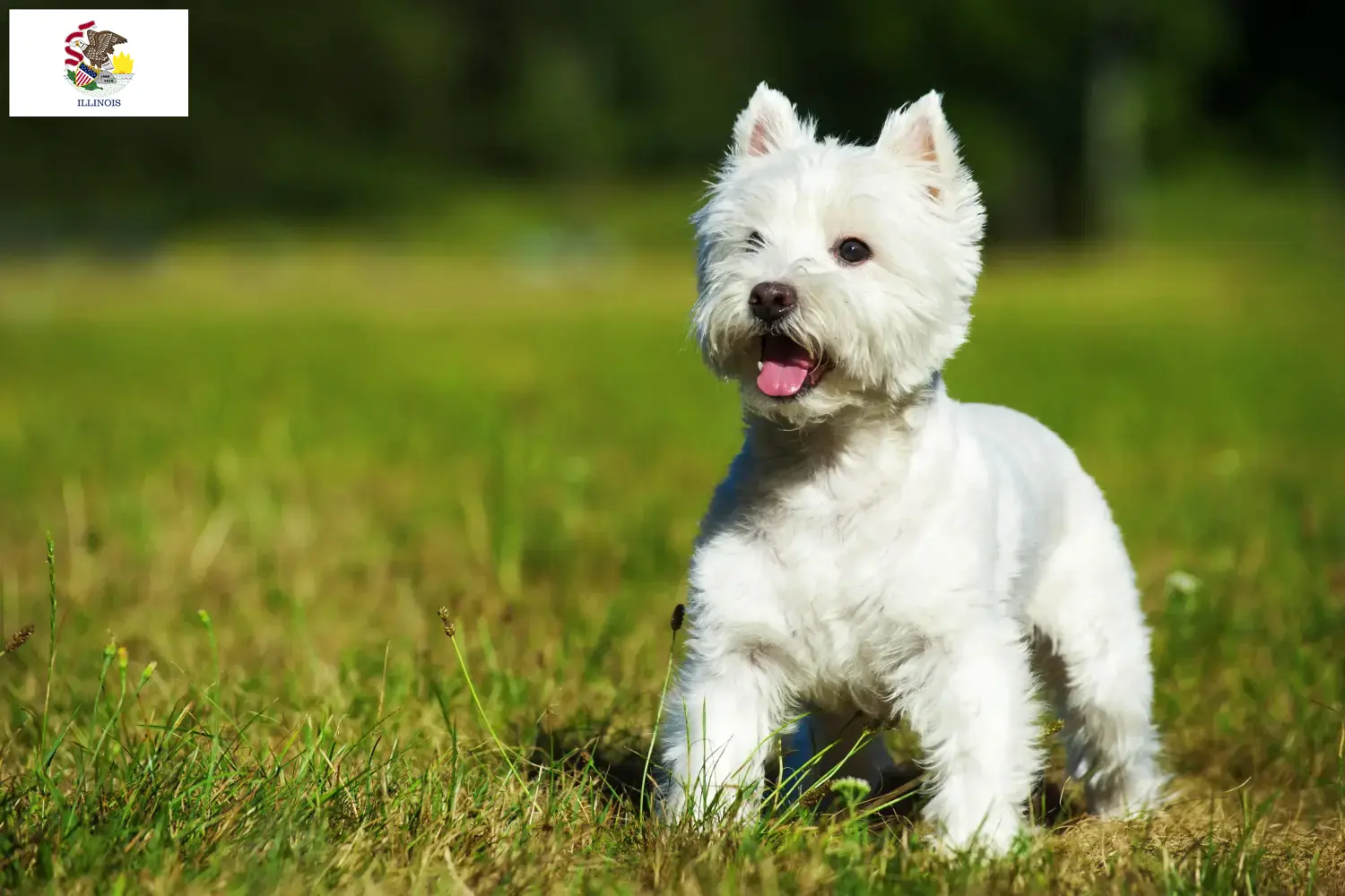 Westie puppies and breeders Illinois Find Westies breeders in Illinois here.