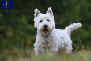 Read more about the article Westie breeders and puppies in Indiana
