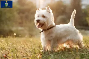 Read more about the article Westie breeders and puppies in Kansas