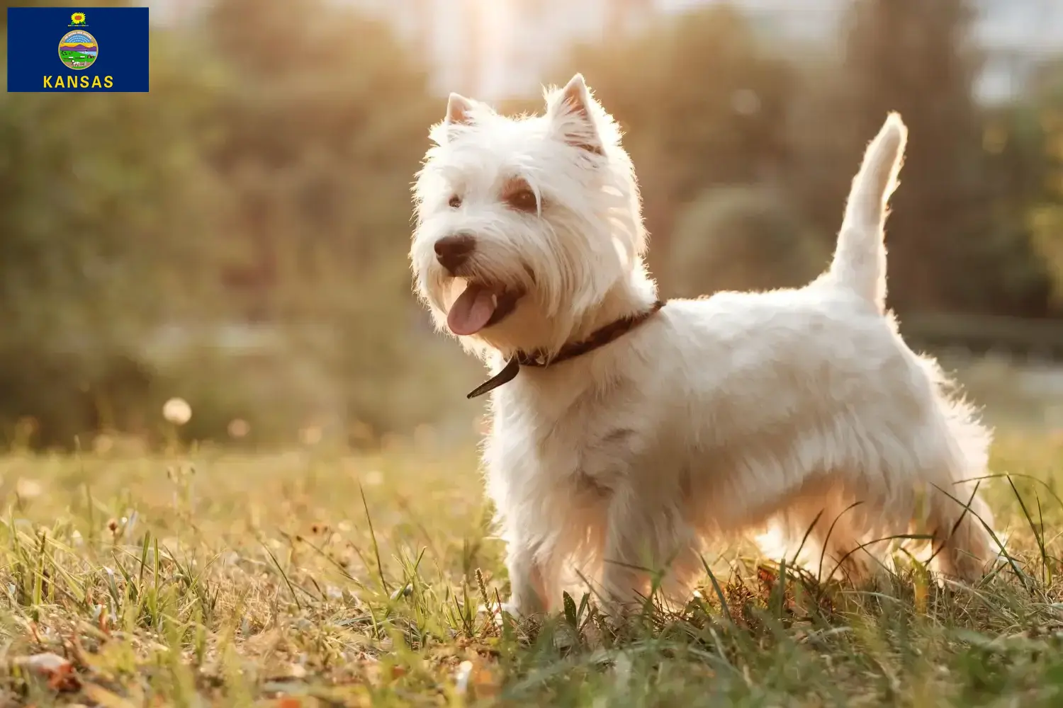 Westie puppies and breeders Kansas Find Westies breeders in Kansas here.