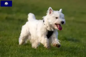 Read more about the article Westie breeders and puppies in Kentucky