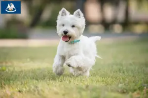 Read more about the article Westie breeders and puppies in Louisiana
