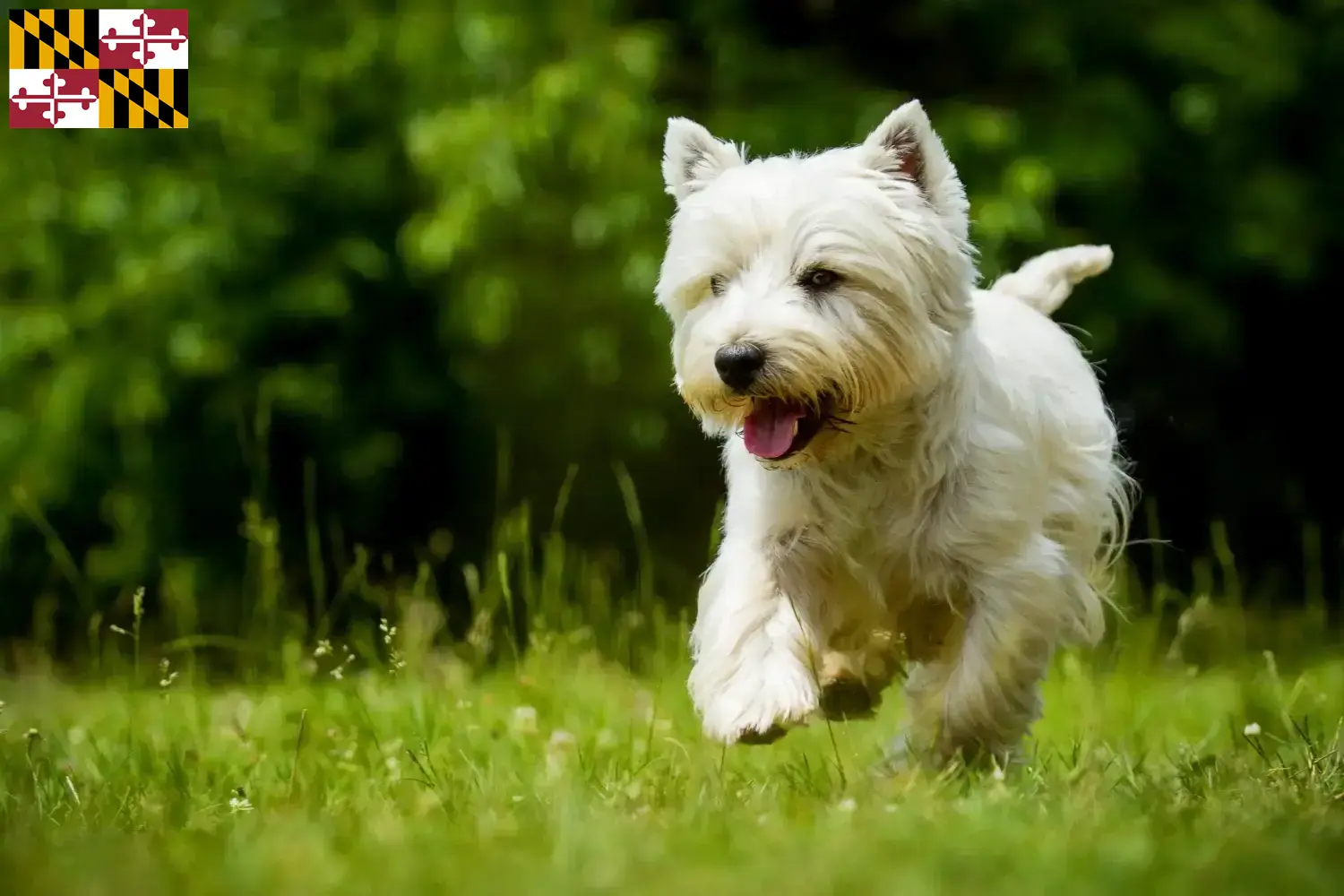 Westie puppies and breeders Maryland Find Westies breeders in Maryland here.
