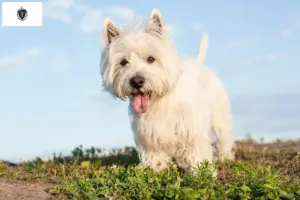 Read more about the article Westie breeders and puppies in Massachusetts