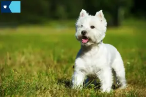 Read more about the article Westie breeders and puppies in Minnesota