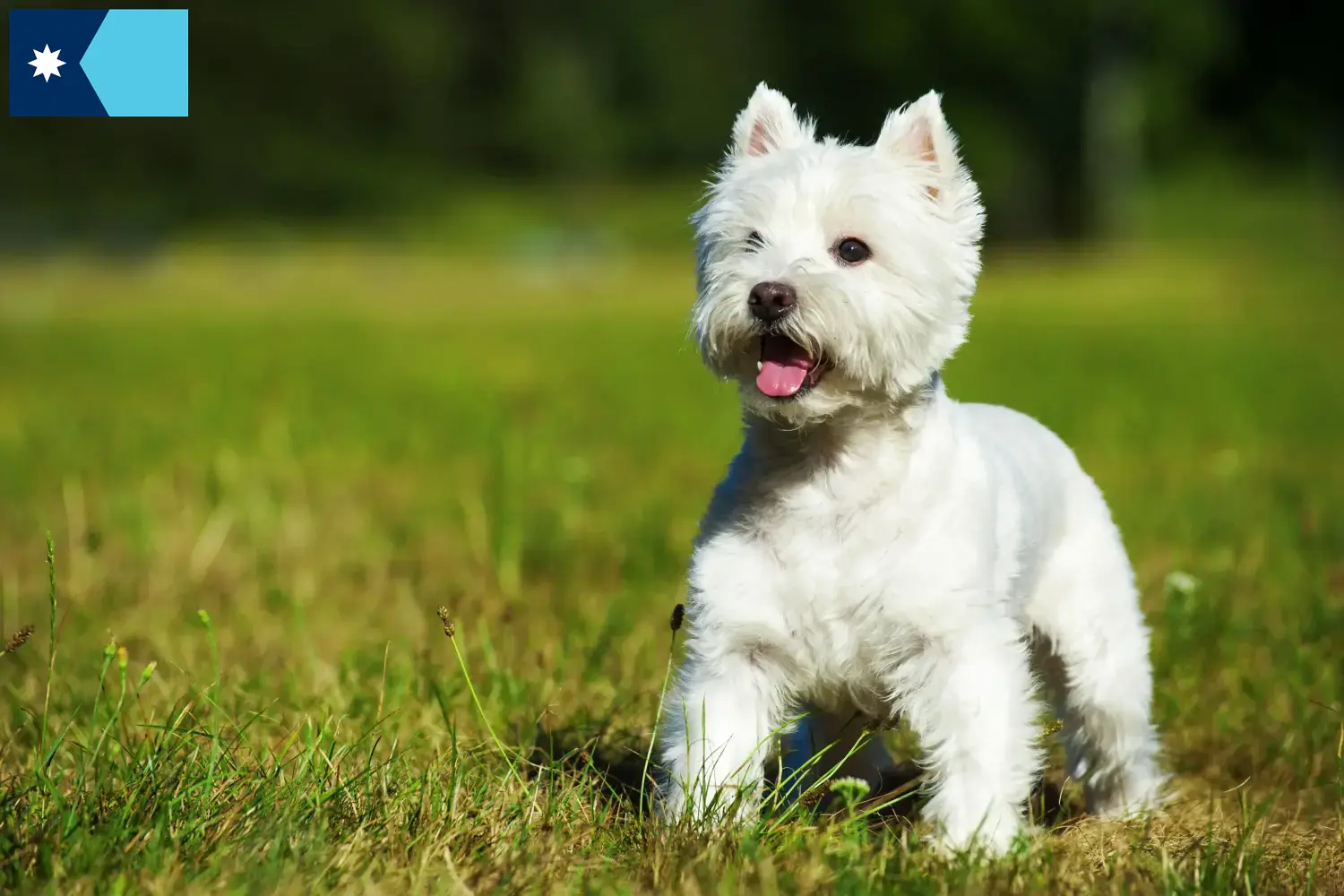 Westie puppies and breeders Minnesota Find Westies breeders in Minnesota here.