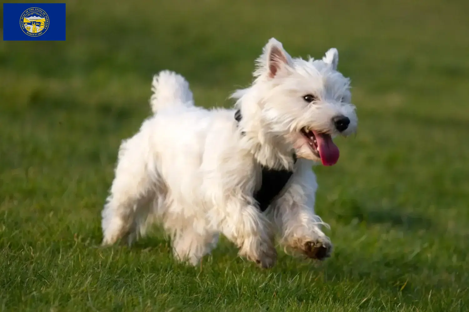 Westie puppies and breeders Nebraska Find Westies breeders in Nebraska here.