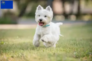 Read more about the article Westie breeders and puppies in Nevada
