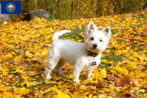 Read more about the article Westie breeders and puppies in New Hampshire