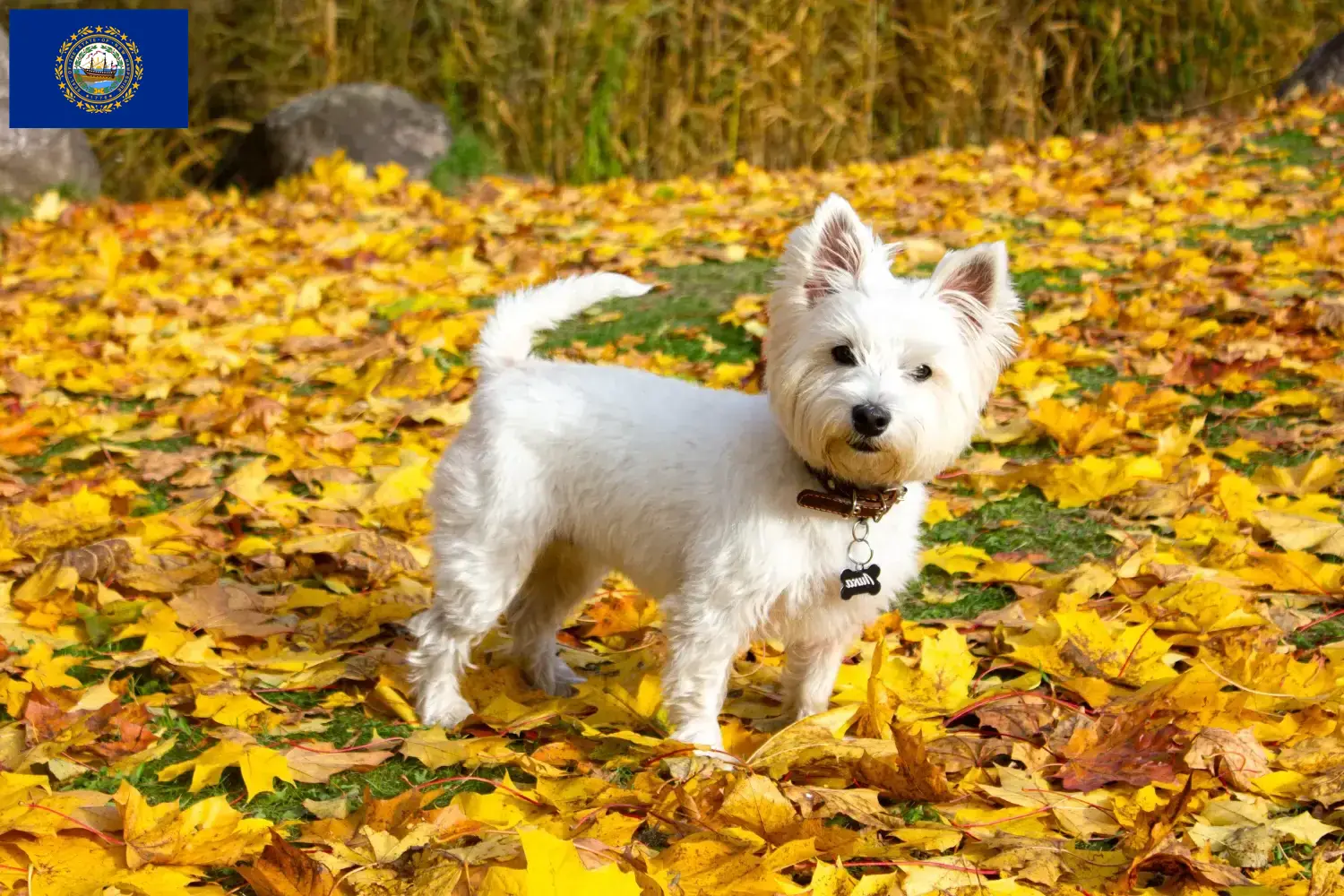 Westie puppies and breeders New Hampshire Find Westies breeders in New Hampshire here.