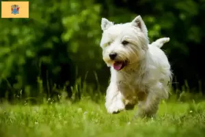Read more about the article Westie breeders and puppies in New Jersey