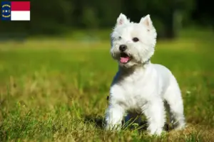 Read more about the article Westie breeders and puppies in North Carolina