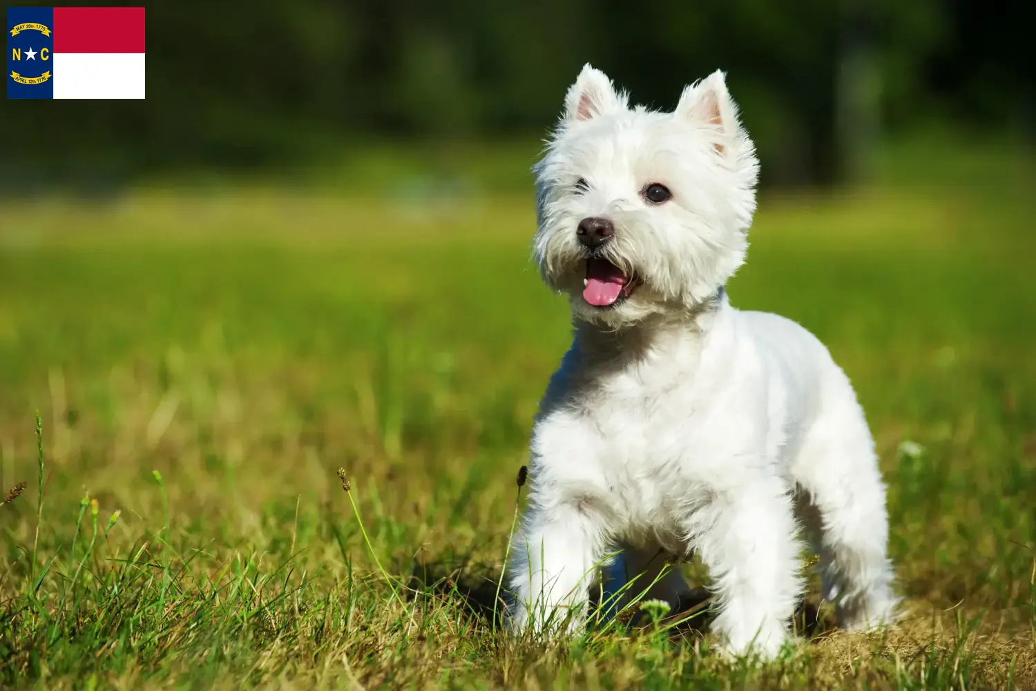 Westie puppies and breeders North Carolina Find Westies breeders in North Carolina here.