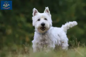 Read more about the article Westie breeders and puppies in North Dakota