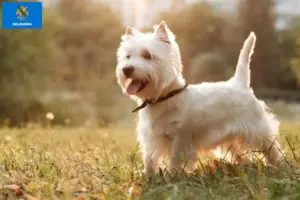 Read more about the article Westie breeders and puppies in Oklahoma