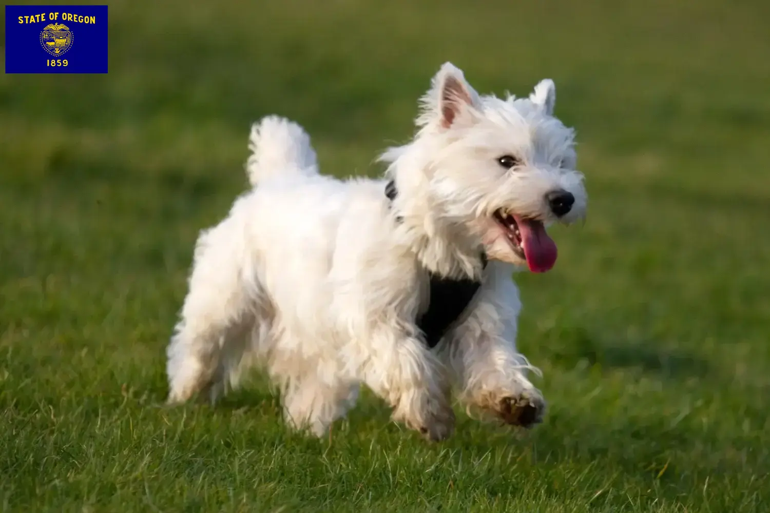 Westie puppies and breeders Oregon Find Westies breeders in Oregon here.