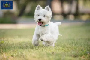 Read more about the article Westie breeders and puppies in Pennsylvania