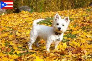 Read more about the article Westie breeders and puppies in Puerto Rico
