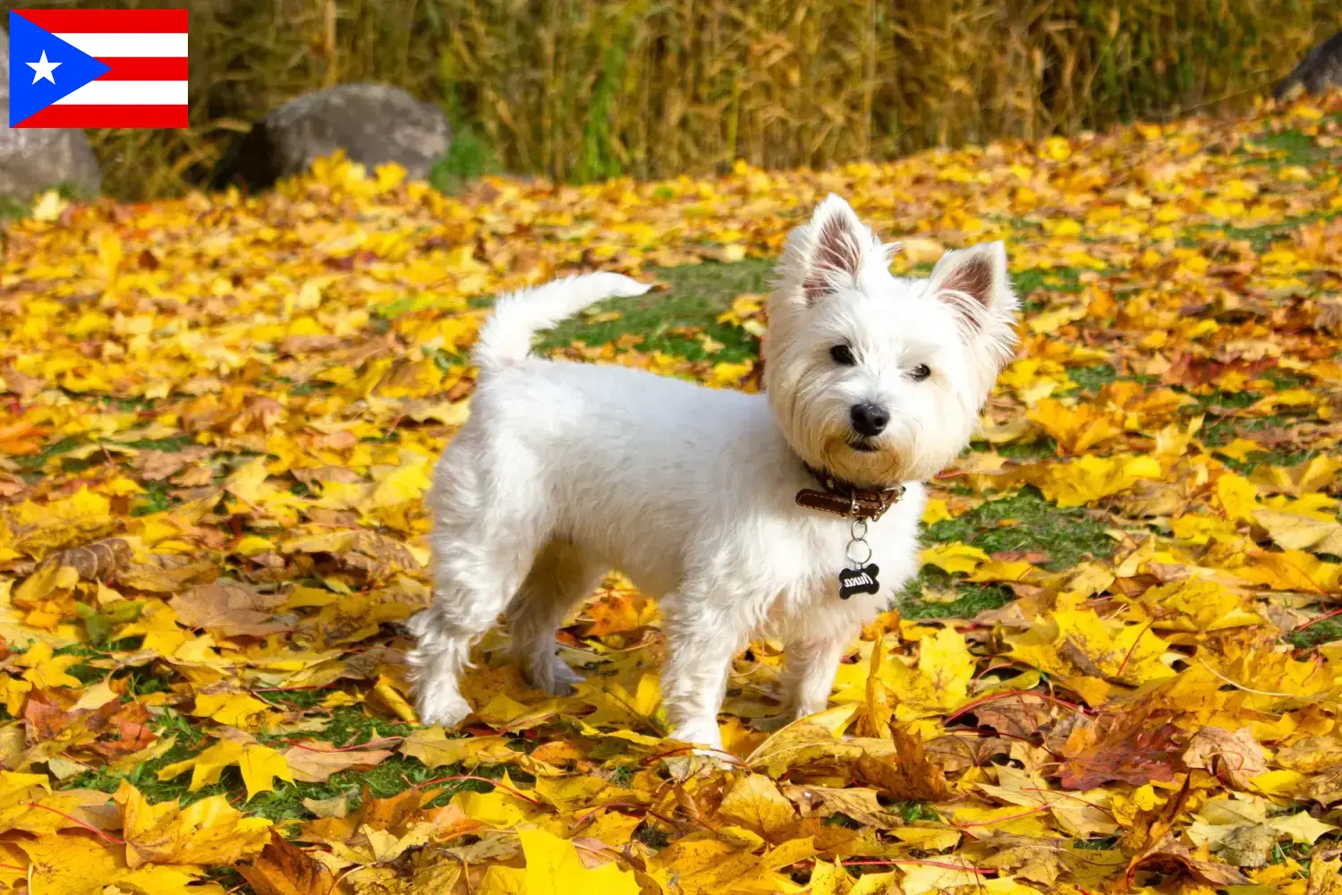 Westie puppies and breeders Puerto Rico Find Westies breeders in Puerto Rico here.