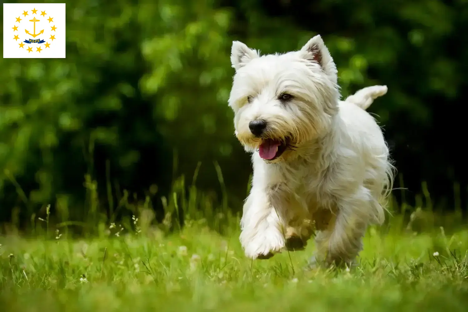 Westie puppies and breeders Rhode Island Find Westies breeders in Rhode Island here.