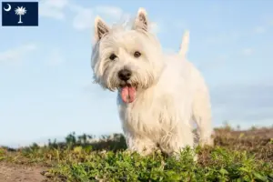 Read more about the article Westie breeders and puppies in South Carolina