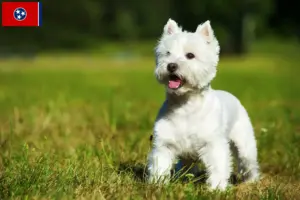 Read more about the article Westie breeders and puppies in Tennessee