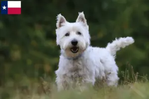 Read more about the article Westie breeders and puppies in Texas