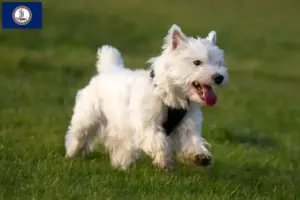 Read more about the article Westie breeders and puppies in Virginia