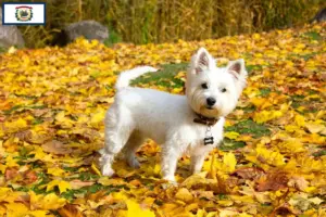 Read more about the article Westie breeders and puppies in West Virginia