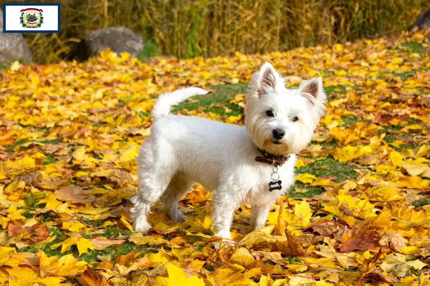 Westie puppies and breeders West Virginia Find Westies breeders in West Virginia.