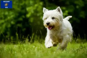 Read more about the article Westie breeders and puppies in Wisconsin