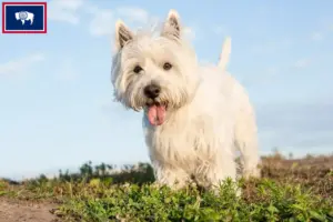 Read more about the article Westie breeders and puppies in Wyoming