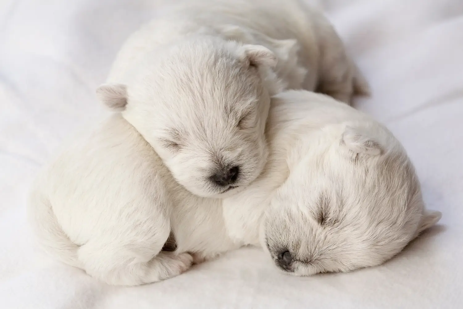 Buying a Westie puppy means taking responsibility! Buy Westie puppies.