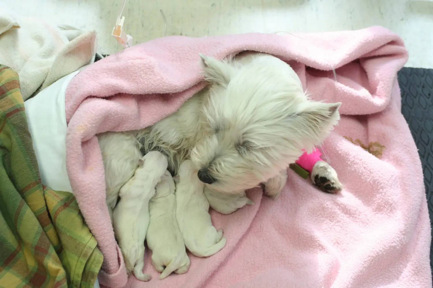 Buying a Westie puppy means taking responsibility! Buy Westie puppies.