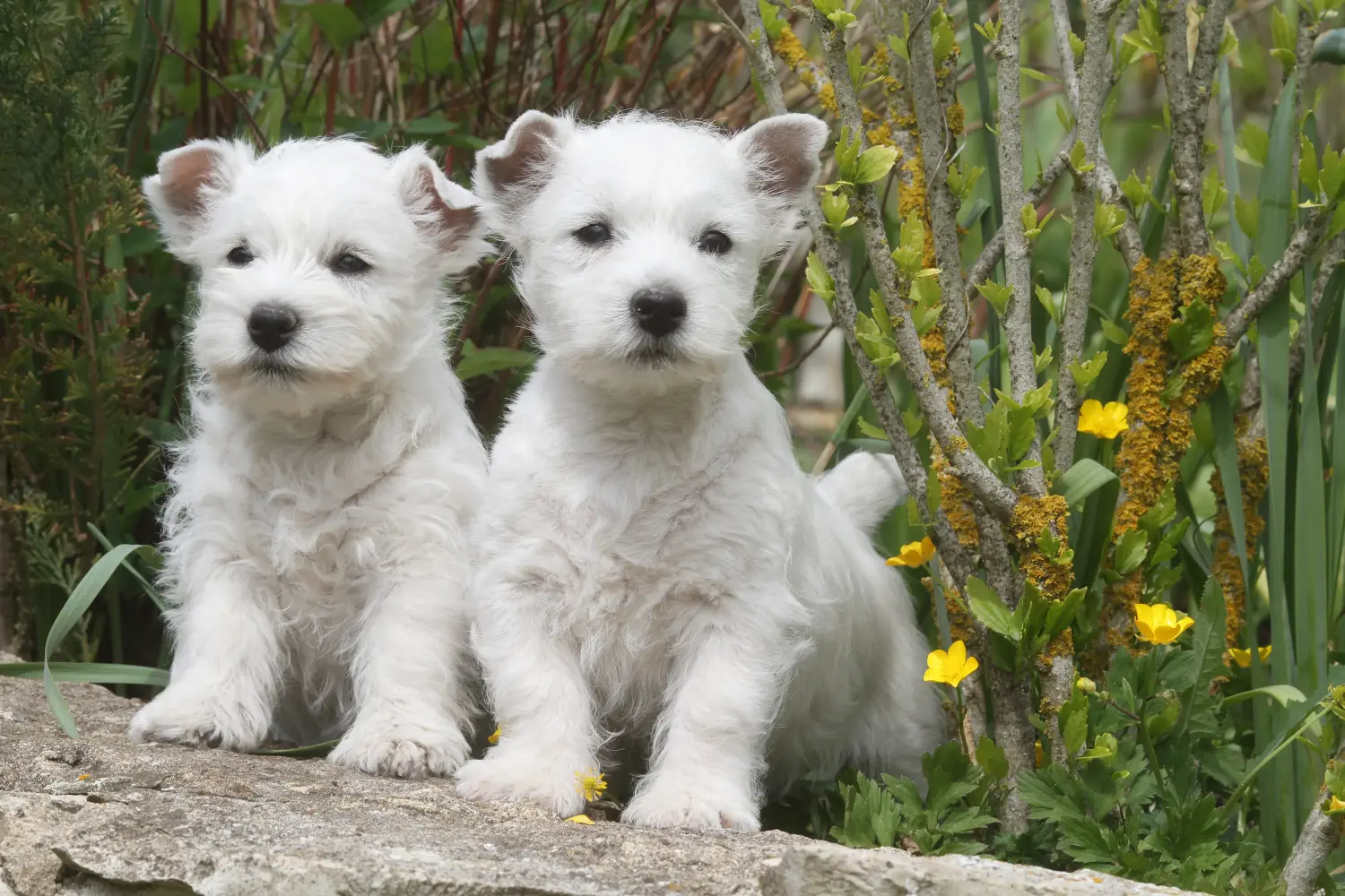Buying a Westie puppy means taking responsibility! Buy Westie puppies.