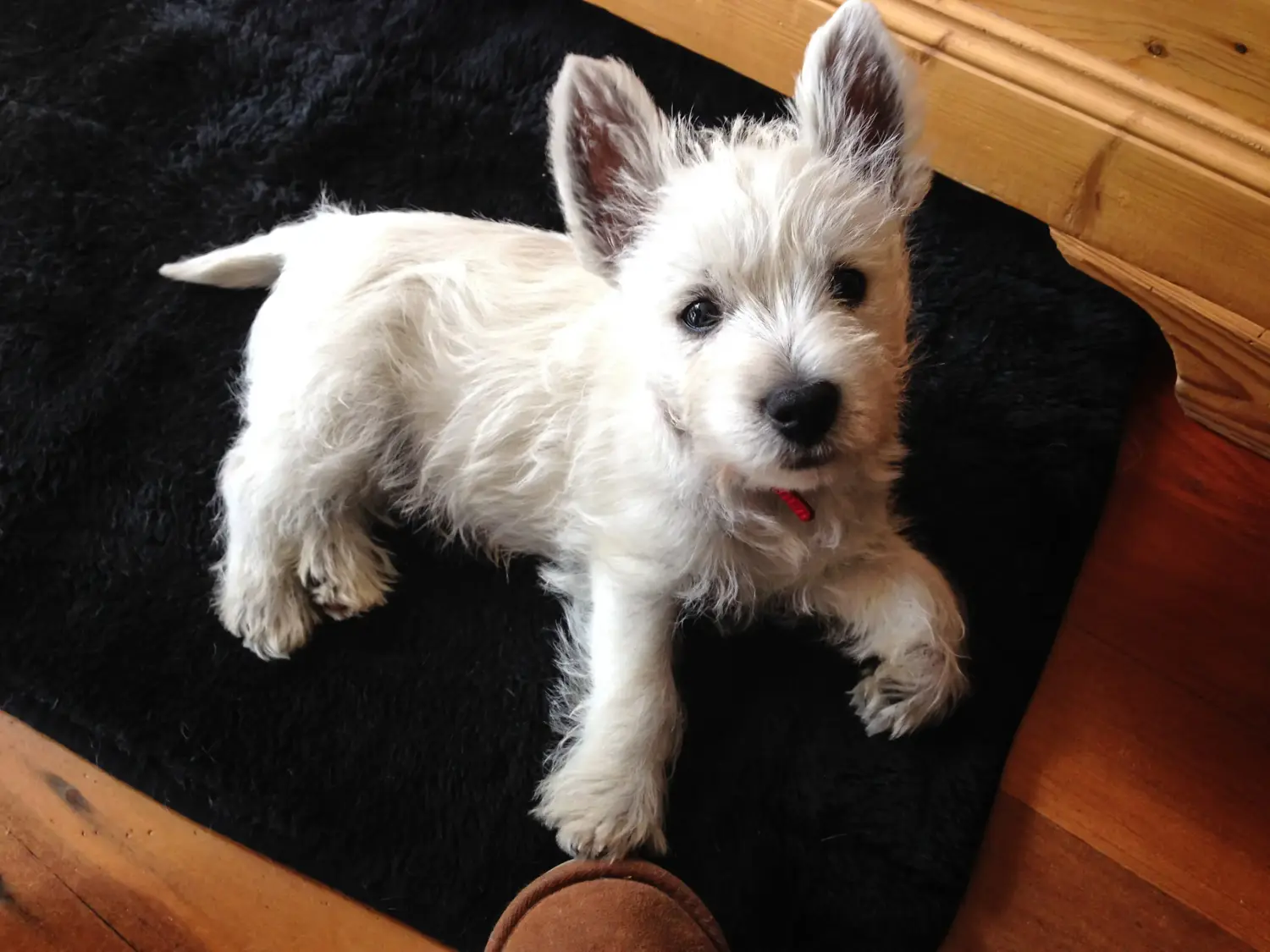 Buying a Westie puppy means taking responsibility! Buy Westie puppies.