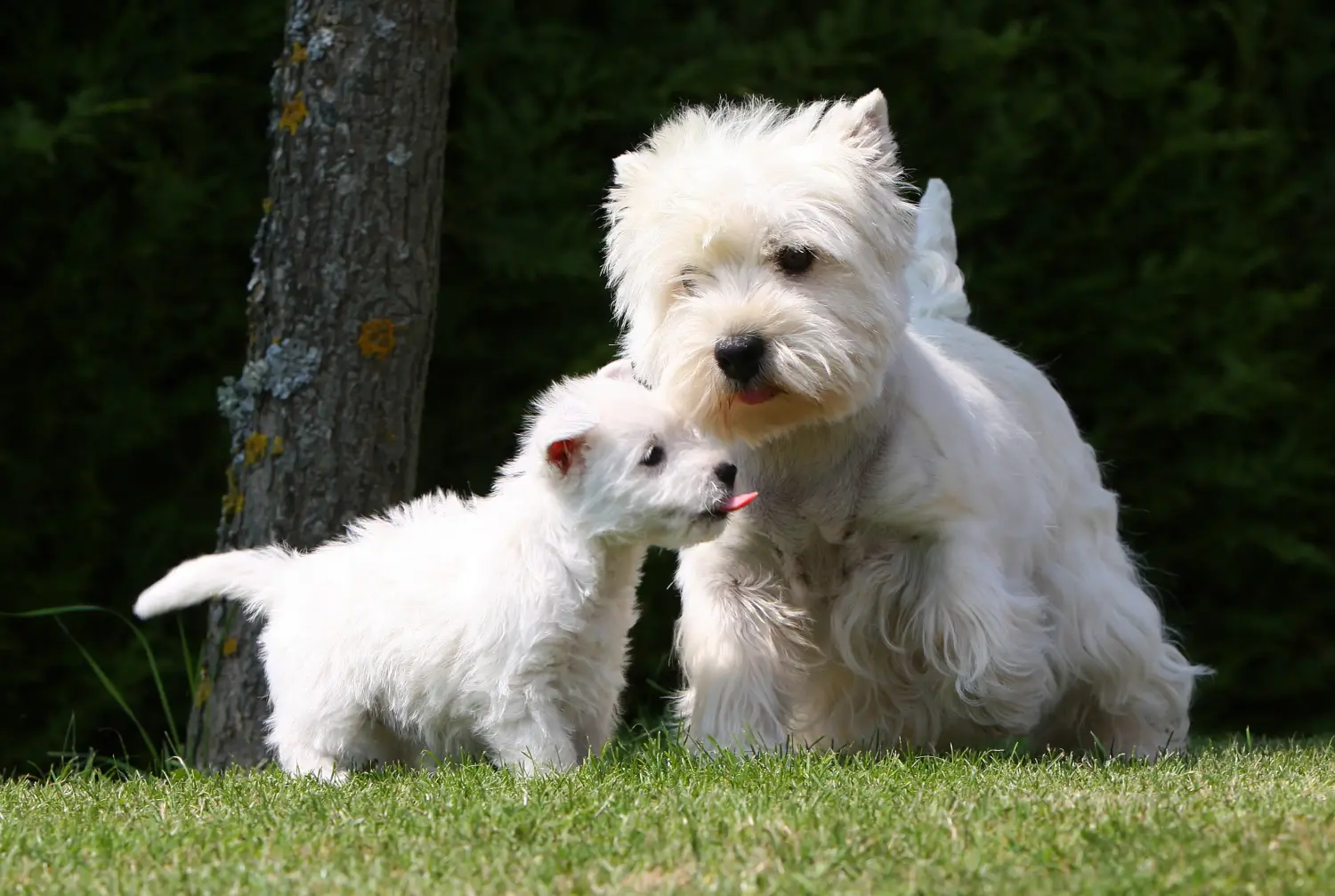 Buying a Westie puppy means taking responsibility! Buy Westie puppies.