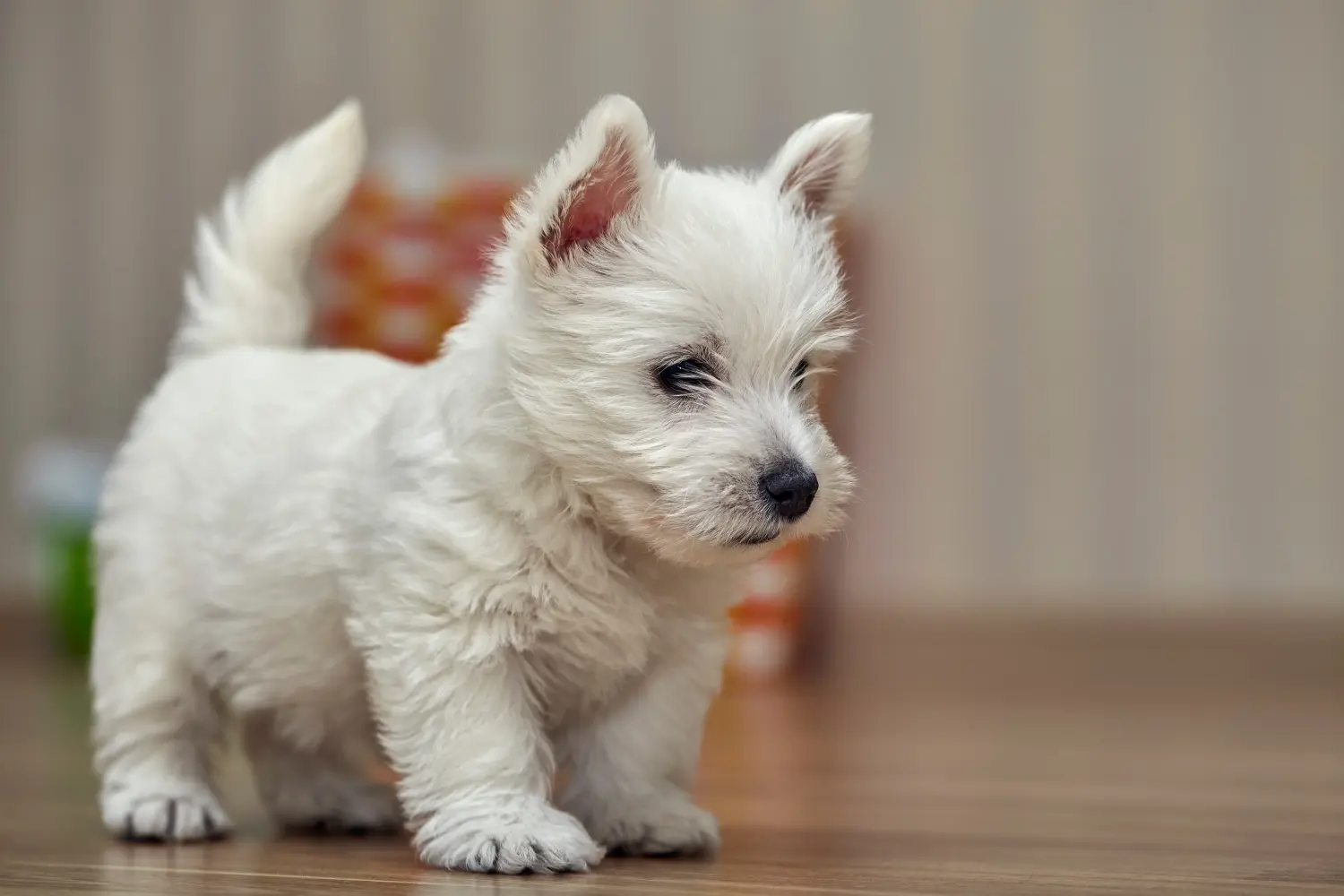 Buying a Westie puppy means taking responsibility! Buy Westie puppies.